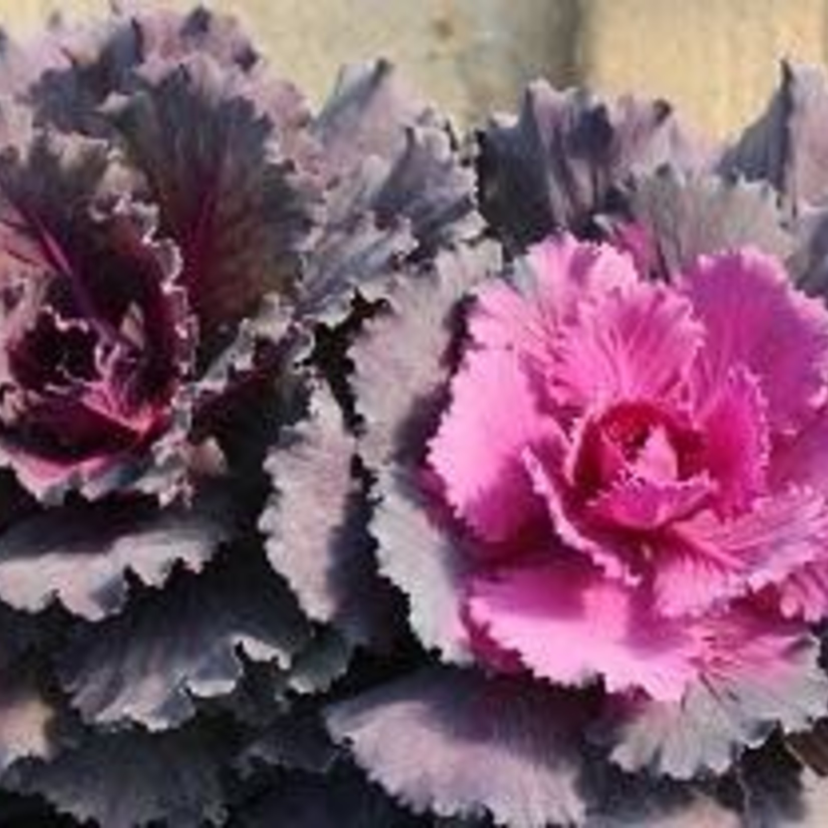 Flowering Cabbage - 1 gal