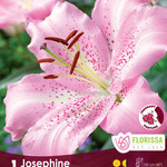 Lily Oriental (bulb pkg) Josephine (1/pkg)