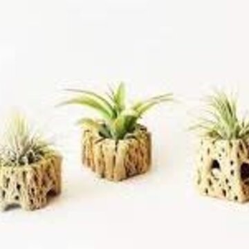 Air Plant in Wood Holder