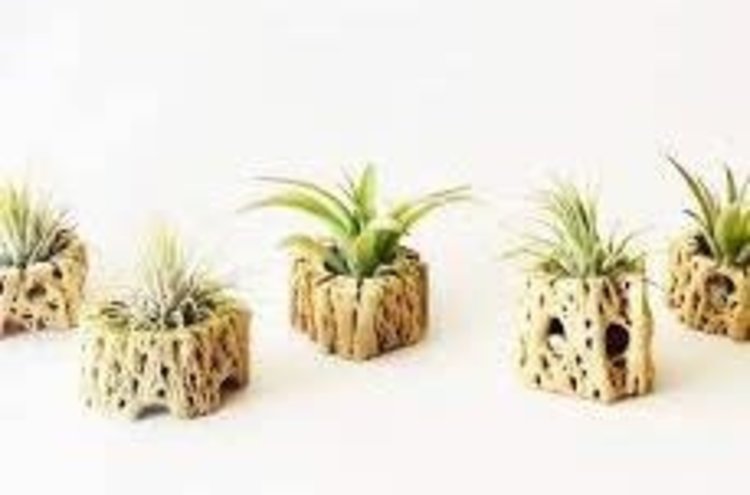 Air Plant in Wood Holder