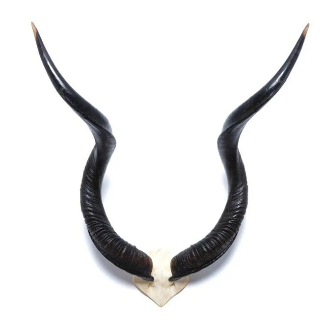 African Natural Kudu Horn V Skull