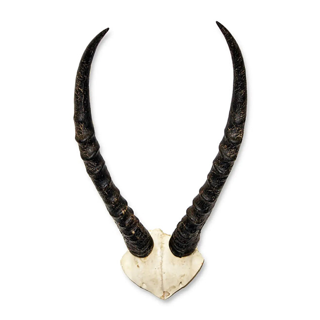 African Blesbok Horn V Skull