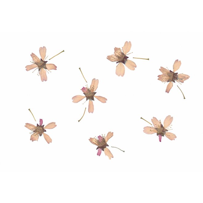 The Flowered Press "Spring Sparks" - 15x12