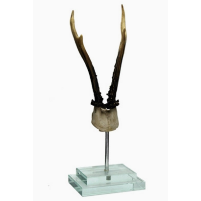 Antler on Double Glass Base 4.5x3.3
