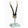 Antler on Double Glass Base 4.5x3.3