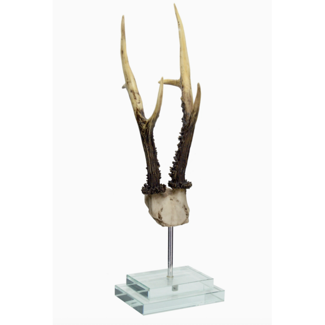 Antler on Double Glass Base 4.7x4.3