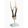 Antler on Double Glass Base 4.7x4.3