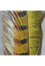 HARELINE Ringneck Pheasant Tail Feathers