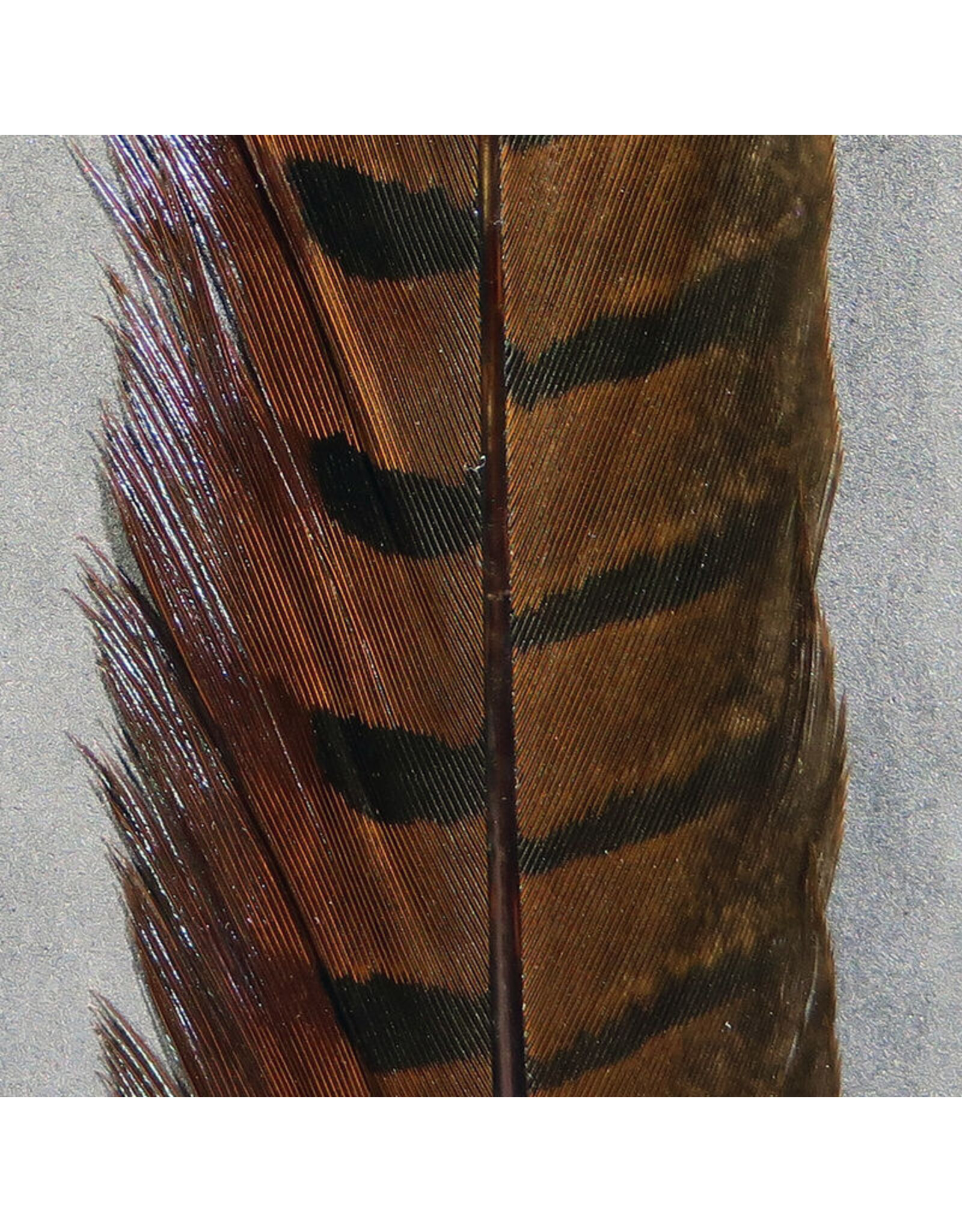 HARELINE Ringneck Pheasant Tail Feathers