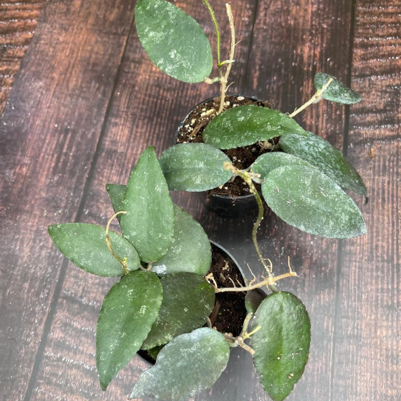 Hoya Caudata Sumatra