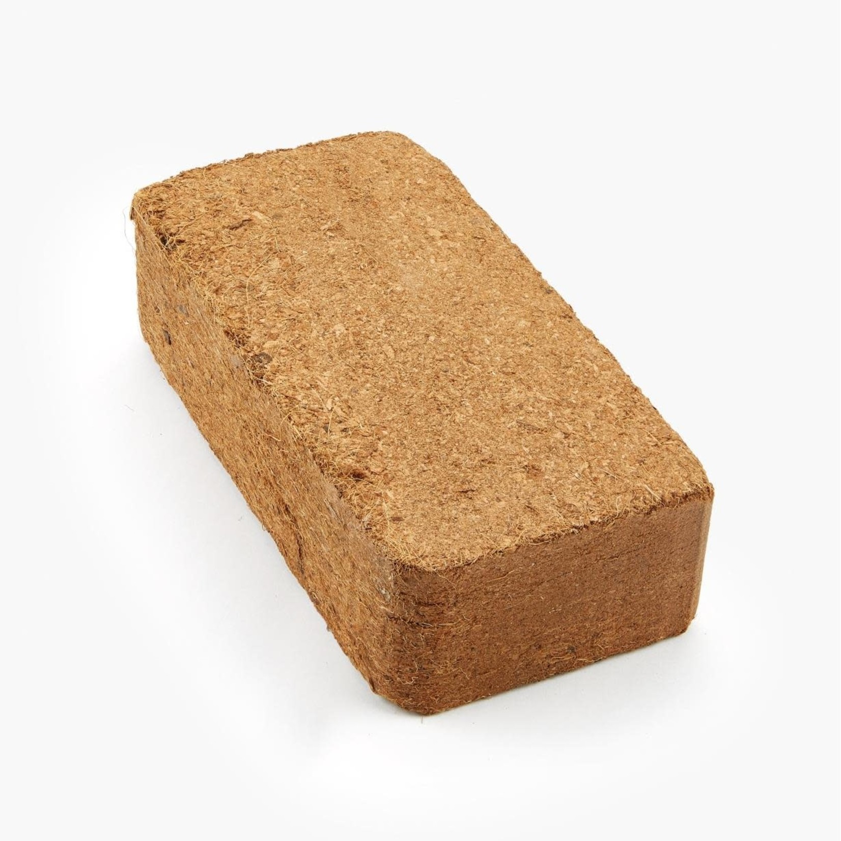 Hoya Caudata Sumatra