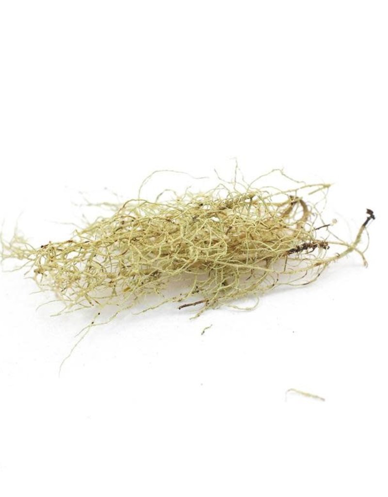 Golden Poppy Herbs Usnea, Wild-crafted, bulk/oz