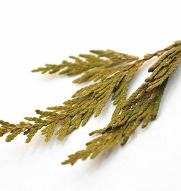 Golden Poppy Herbs Cedar Tips, Western Red bulk/oz