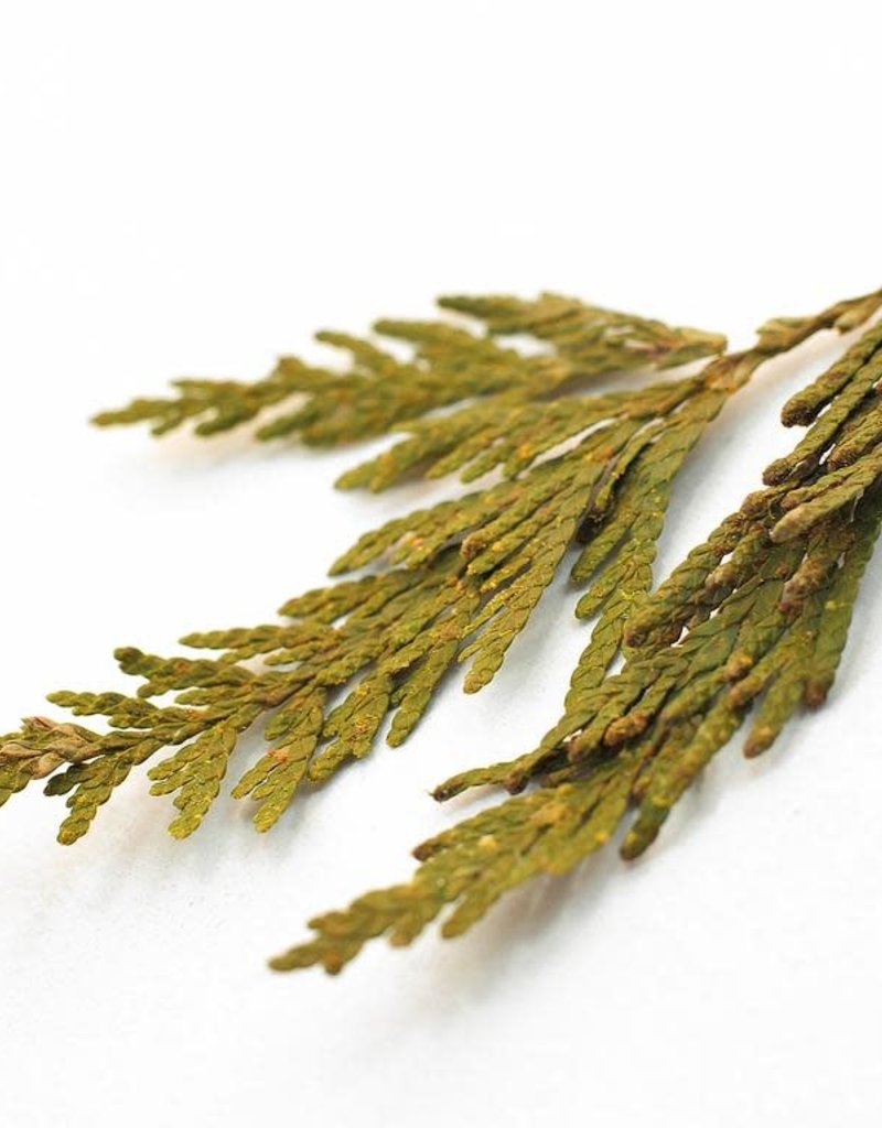 Golden Poppy Herbs Cedar Tips, Western Red bulk/oz