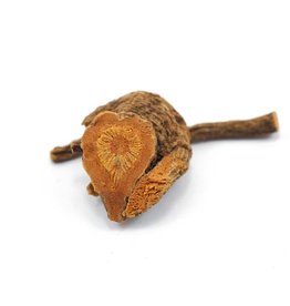 Golden Poppy Herbs Yerba Mansa, Wild-crafted, bulk/oz