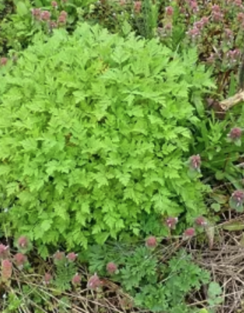 Golden Poppy Herbs Feverfew Seed Packet, Organic - Horizon Herbs