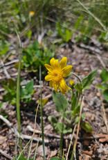 Golden Poppy Herbs Arnica Flower Infused Olive Oil, Wildcrafted, 1oz bottle
