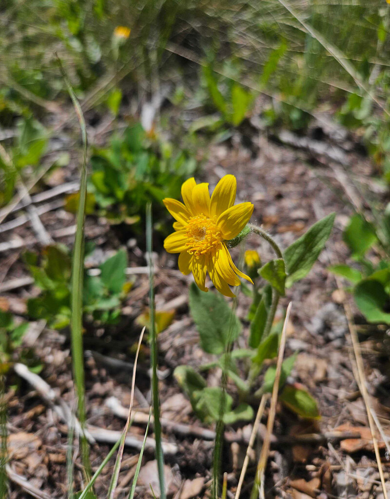 Golden Poppy Herbs Arnica Flower Infused Olive Oil, Wildcrafted, 1oz bottle