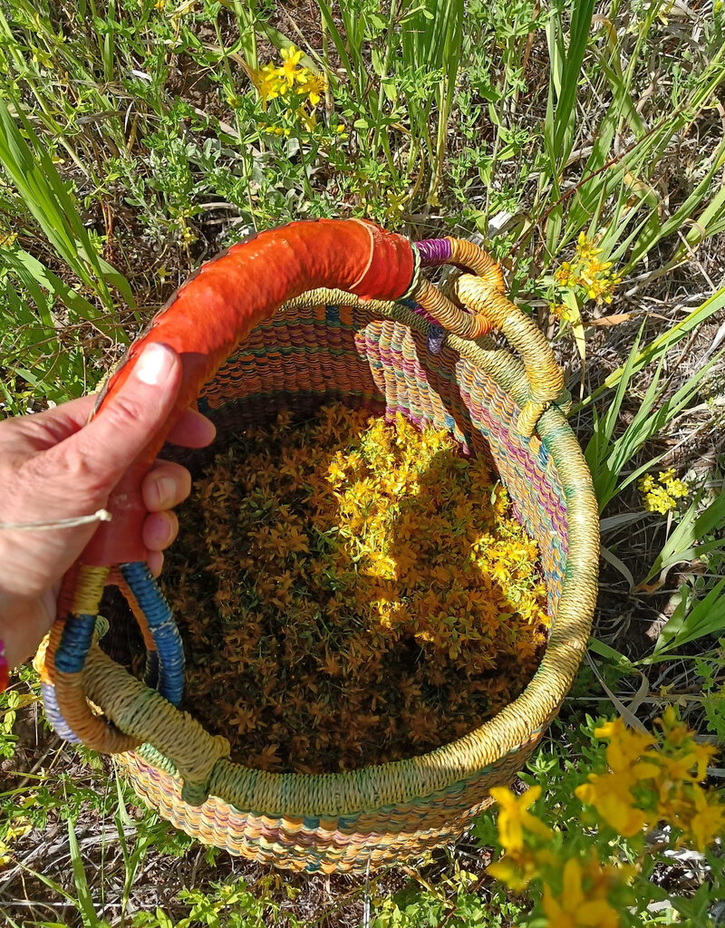 Golden Poppy Herbs Saint (St.) John's Wort Flower Infused Olive Oil, Organic, 1oz bottle