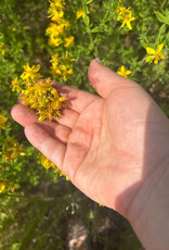 Golden Poppy Herbs Saint (St.) John's Wort Flower Infused Olive Oil, Organic, 1oz bottle