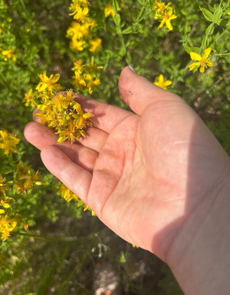 Golden Poppy Herbs Saint (St.) John's Wort Flower Infused Olive Oil, Organic, 1oz bottle
