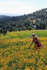 Golden Poppy Herbs Saint (St.) John's Wort Flower Infused Olive Oil, Organic, 1oz bottle