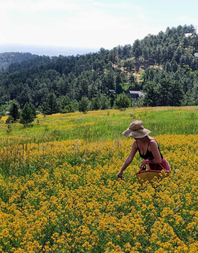 Golden Poppy Herbs Saint (St.) John's Wort Flower Infused Olive Oil, Organic, 1oz bottle