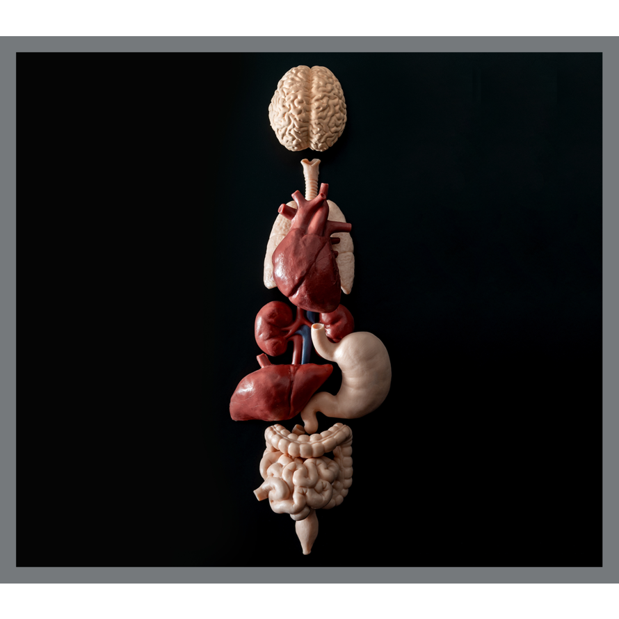 Organ and Gland Support