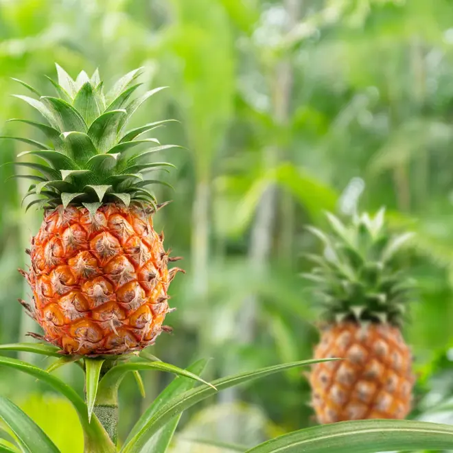 GastroVen (60 Vcaps)