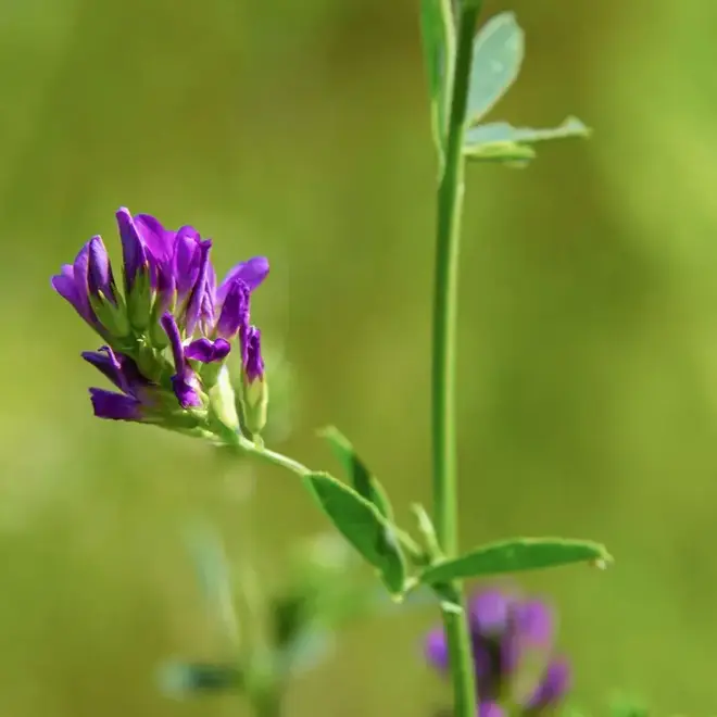 Medi-Body Pack Powder ~ single (6 oz)