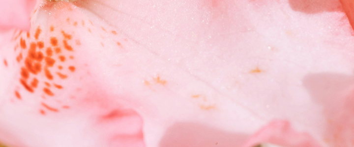 Labia Library emphasizes genital diversity