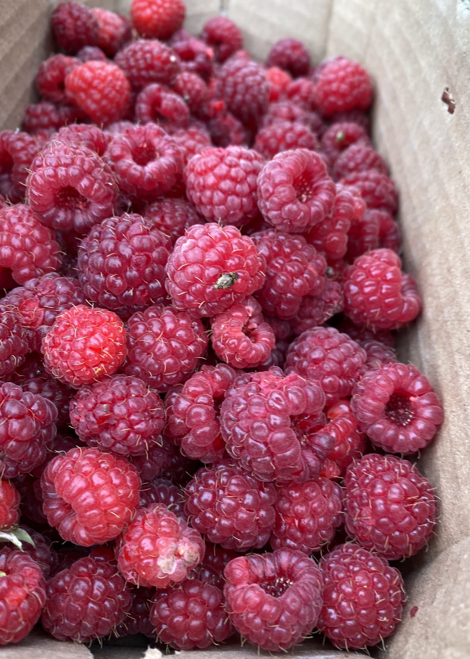 Campbell's Orchards Raspberries