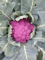 Campbell's Orchards Cauliflower