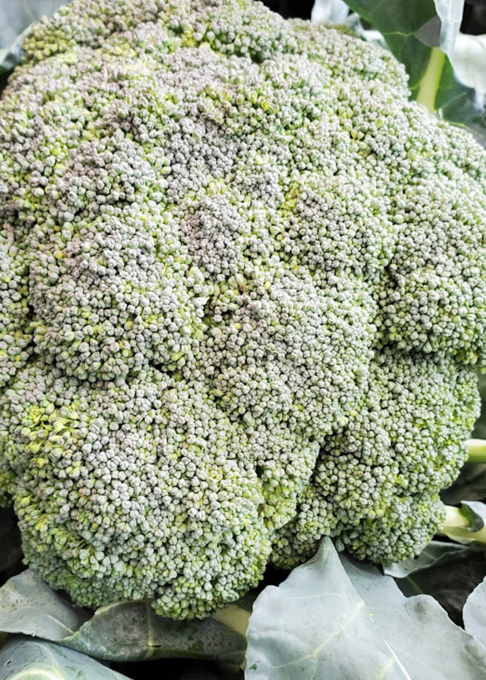 Campbell's Orchards Broccoli