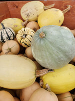Campbell's Orchards Squash