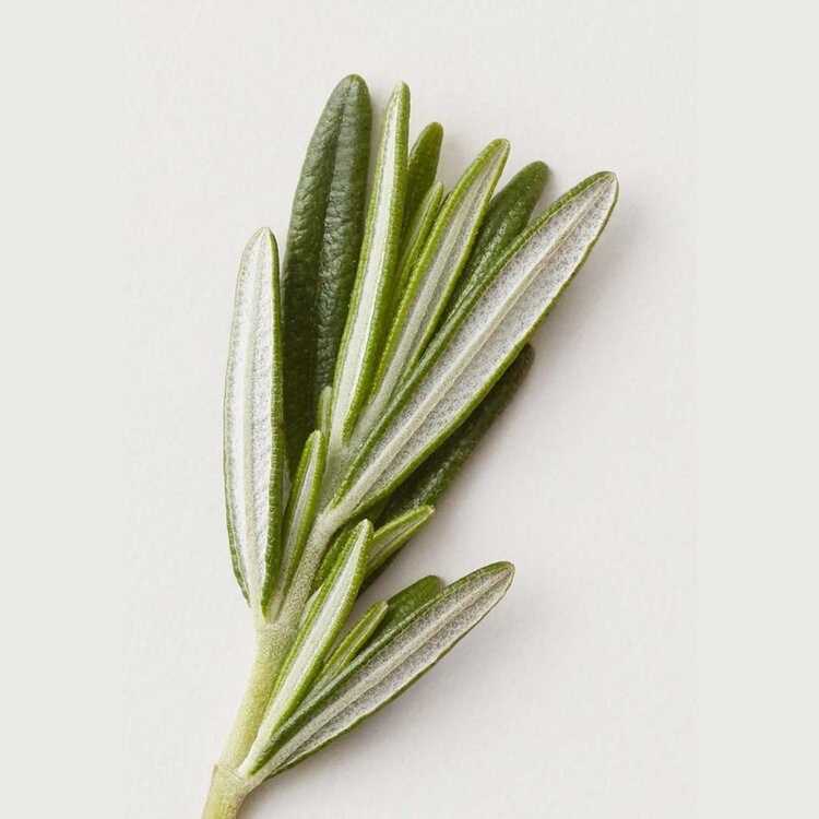 AG | CARE Renew | Shampooing Clarifiant