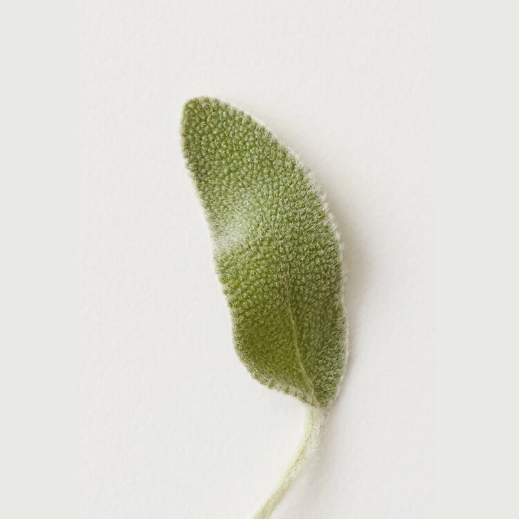 AG | CARE Renew | Shampooing Clarifiant