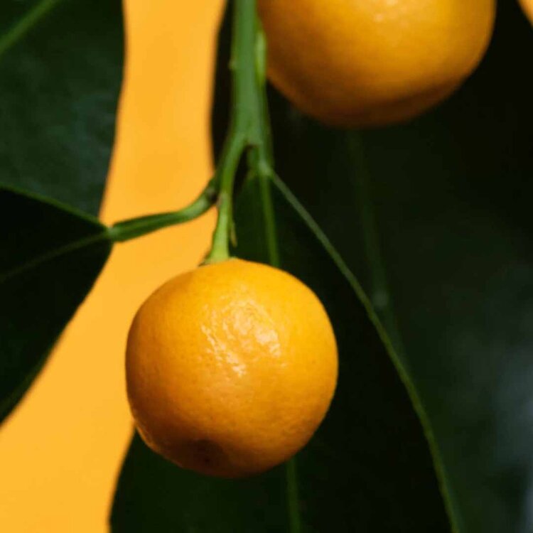 ATTITUDE Super Leaves | Volumizing Conditioner