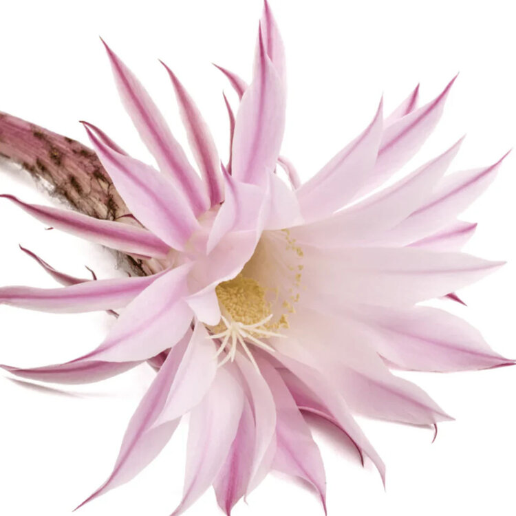 L'ANZA L’Anza | Healing Style Mega Gel — Firm Hold & Frizz Control