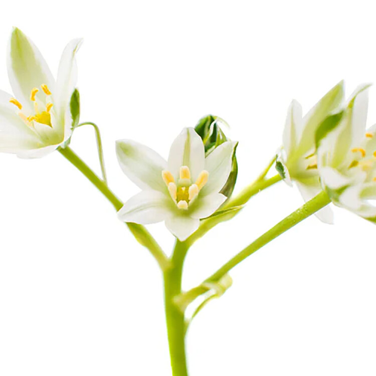 L'ANZA L’Anza | Crème Pâte Coiffante  — Tenue Remodelable & Fini Mat