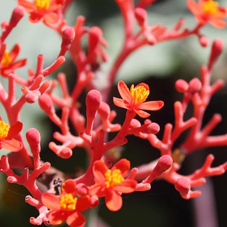 L'ANZA L’Anza | Crème Pâte Coiffante  — Tenue Remodelable & Fini Mat