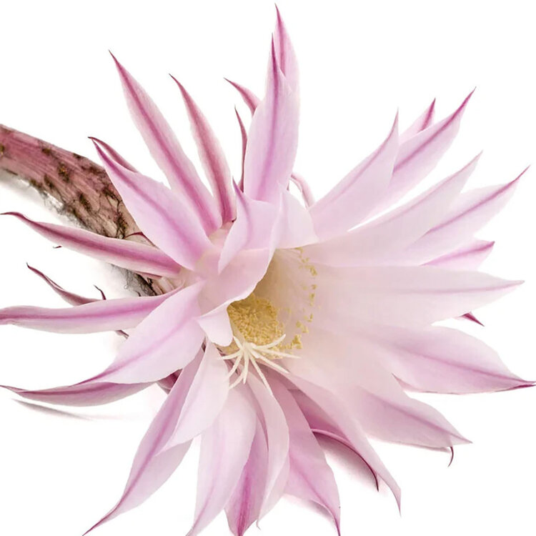 L'ANZA L’Anza | Healing Style Taffy — Pliable Piecey Definition