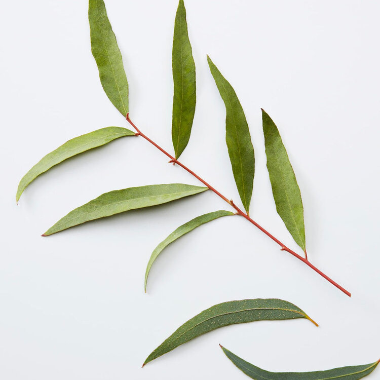 AMERICAN CREW 3-En-1 | Camomille + Pin – Shampooing, Revitalisant et Gel Douche