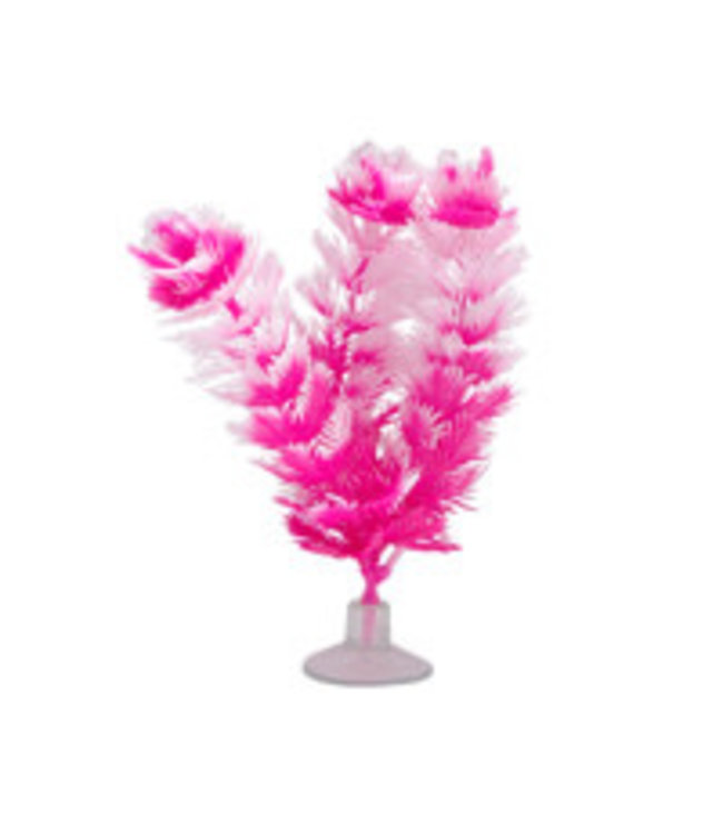 Marina Betta Foxtail Plant with Suction Cup 12.7cm