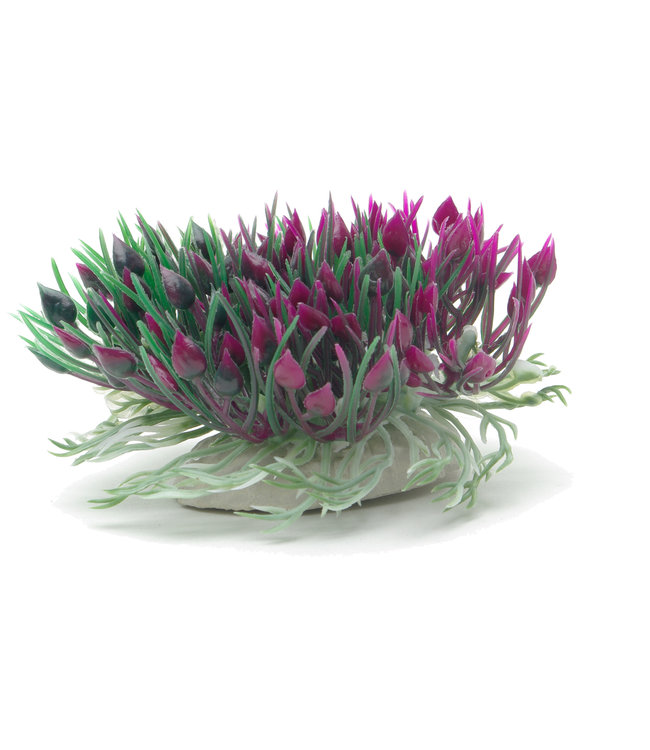 Marina Betta Purple Hearts Shrub 7.6cm