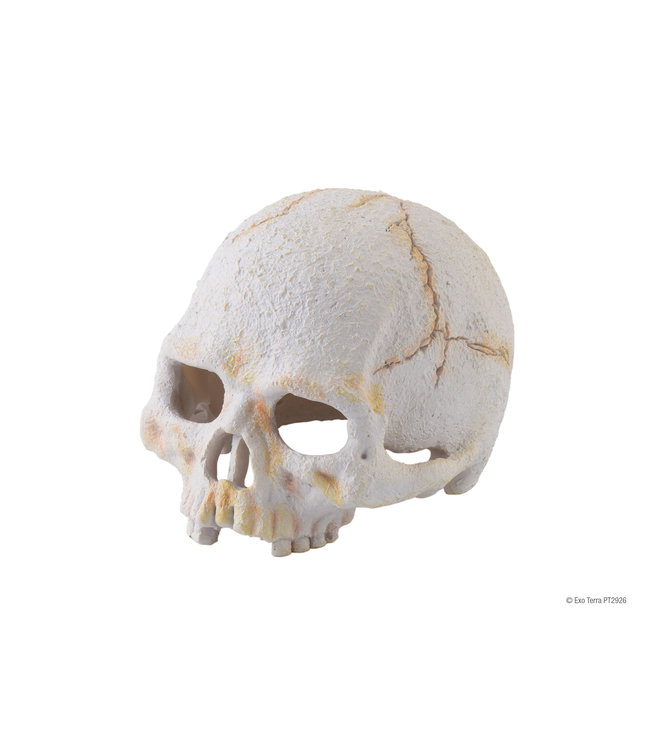 Exo Terra Primate Skull Small