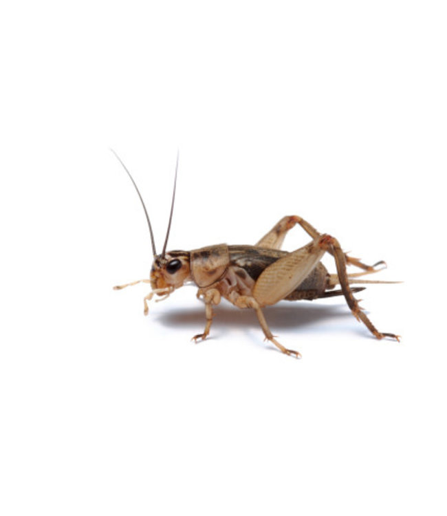 Pre Packaged Crickets