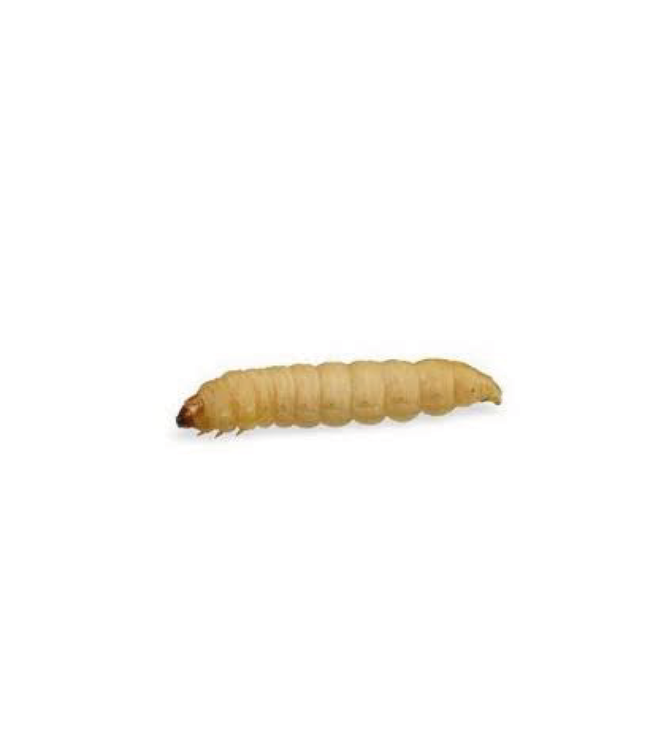 Waxworms Waxworms – 250