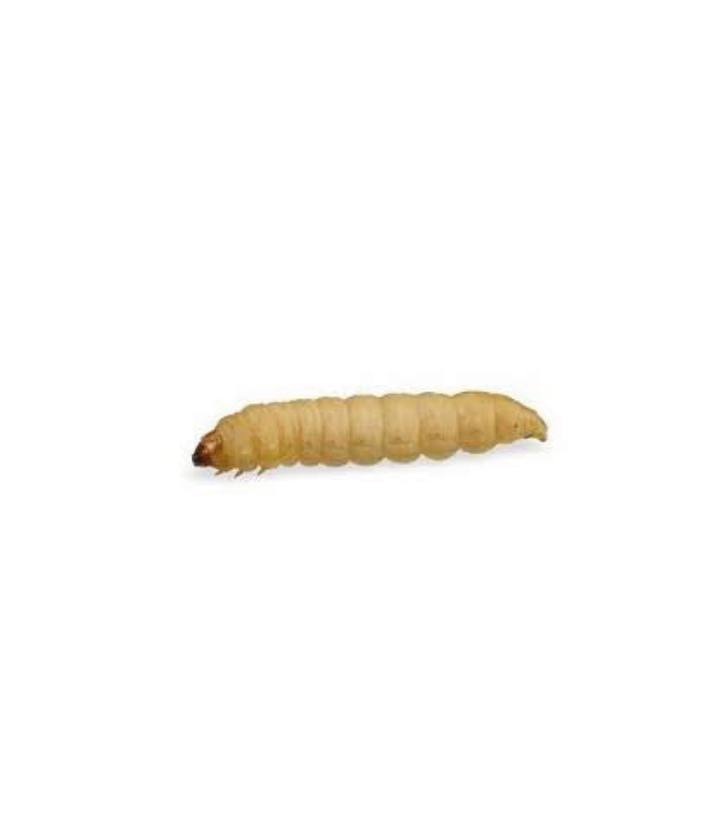 Waxworms Waxworms – 250 - Southwest Pet - London's Premier Pet Store