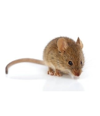 Mice Jumbo